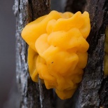  Дрожалка оранжевая (Tremella mesenterica). Этот гриб чаще растет на мертвых деревьях, но также на недавно упавших ветках. Желатиновое оранжево-желтое тело гриба (до 7,5 см в диаметре) имеет извилистую поверхность, которая во время дождя становится липкой