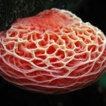 Родотус (Rhodotus palmatus). Этот гриб – единственный представитель рода в семействе Physalacriaceae. Не очень распространен. Гриб собирают в восточной части Северной Америки, в северной Африке, Европе и Азии. В Европе численность грибов стремительно пада