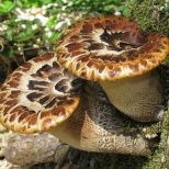 Трутовик чешуйчатый (Polyporus squamosus). Широко распространенный вид гриба, растет в Северной Америке, Австралии, Азии и Европе. Он вызывает белую гниль на деревьях твердой породы. Альтернативное название гриба – седло дриад – относится к греческой мифо