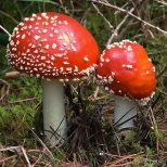 Мухомор красный (Amanita muscaria). Всем известный мухомор – ядовитый и психотропный базидиальный гриб. Растет в северном полушарии, но также был ввезен и в страны южного полушария, сначала как симбионт в хвойных лесах, а затем и как полноценный вид. Крас