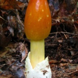  Цезарский гриб (Amanita caesarea). Очень ценный съедобный гриб, произрастающий в южной Европе и Северной Америке. Впервые этот гриб описал Джованни Антонио Скополи в 1772 году. Его очень любили правители Римской империи. Он имеет характерную оранжевую ша