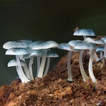 Mycena interrupta. Этот гриб растет в Австралии, Новой Зеландии, Чили и Новой Каледонии. В Австралии растет в Виктории, Тасмании, Новом Южном Уэльсе и Южной Австралии, а также в Квинсленде, правда, только в Национальном парке Лэмингтон. Шляпка гриба равна