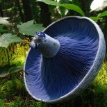 Млечник голубой (Lactarius indigo). Довольно распространенный вид грибов, растет в восточной части Северной Америки, Восточной Азии и Центральной Америке. Растет на земле как в лиственных, так и в хвойных лесах. Цвет варьируется от темно-синего у свежих г