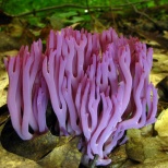 Клавария бледно-бурая (Clavaria zollingeri). Широко распространенный вид грибов. Он имеет трубообразное фиолетовое или розовато-сиреневое тело, вырастающее до 10 см в высоту и 7 см в ширину. Кончики хрупких и тонких ответвлений обычно закругленные и корич