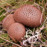 Дождевик коричневый (Lycoperdon umbrinum). Этот вид гриба растет в Китае, Европе и Северной Америке. Эти грибы не имеют открытой шапки со спорами. Вместо этого споры появляются внутри, в шарообразном теле. Созревая, споры образуют глебу в центре тела, кот