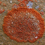 Ксантория элегантная (Xanthoria elegans). Этот гриб растет на камнях, зачастую рядом с птичьими насестами или норками грызунов. По характеру это лишайник. Он стал одним из первых лишайников, которые использовали в методе датирования скальных поверхностей