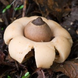 Звездовик мешковидный (Geastrum saccatum). Растет в Северной Америке и Европе на гниющих деревьях. Грибники считают его несъедобным из-за его горького вкуса. Довольно распространенный вид, пик собирания приходится на конец лета. Считается, что отверстие н