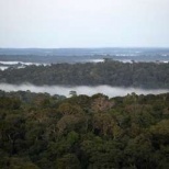 Globo: экологи обнаружили почти 400 новых видов флоры и фауны в бразильской Амазонии