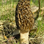 Сморчок конический (Morchella conica). Съедобный гриб, в верхней части напоминающий соты. Он состоит из целой сети волнистых полос с полостями между ними. Очень ценится среди гурманов, особенно во французской кухне. Гриб очень популярен среди грибников не