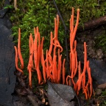 Коралловый гриб (Clavulinopsis corallinorosacea). Гриб называют так из-за сходства с морскими кораллами. Эти грибы имеют яркий цвет, в основном, оранжевый, желтый или красный. Обычно они растут в старых лесах.одни коралловые грибы сапротрофны, а другие си