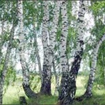 Охота на березовый сок